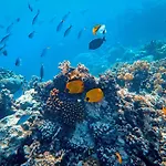 Isla - The Island Experience
