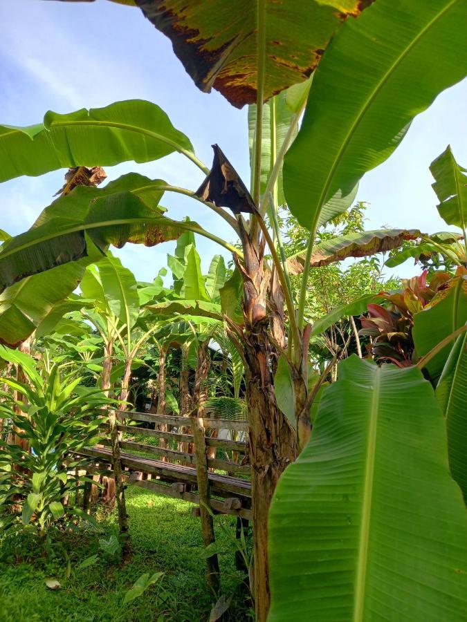 Banana Grove