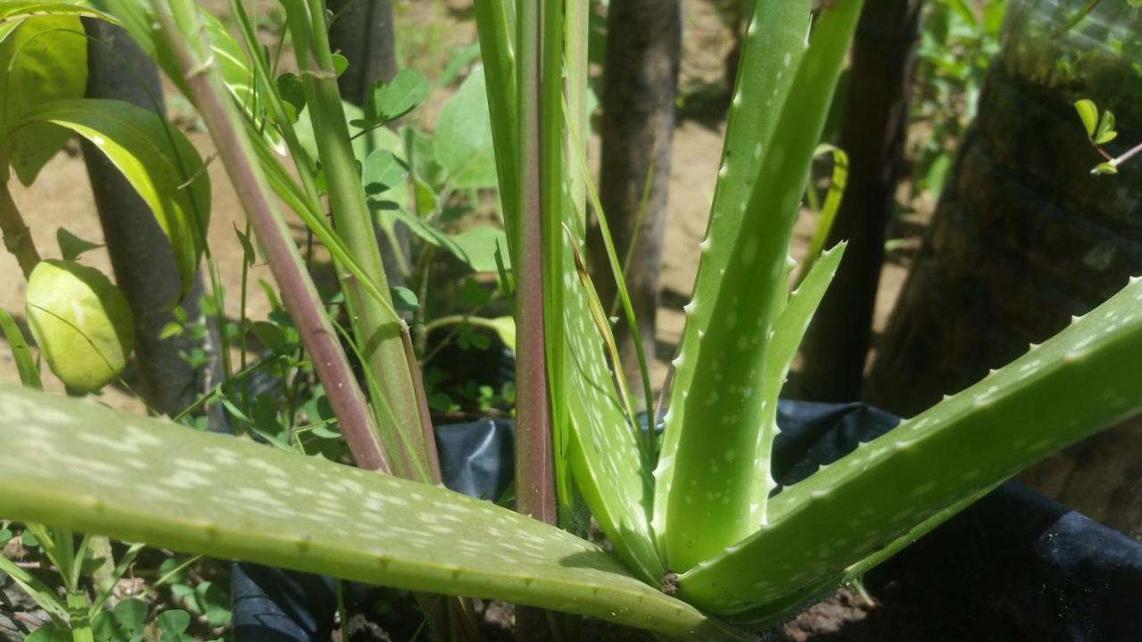 Banana Grove bahay-panuluyan El Nido