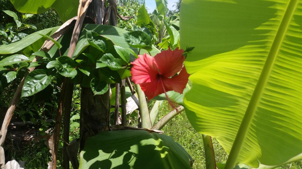 bahay-panuluyan Banana Grove El Nido