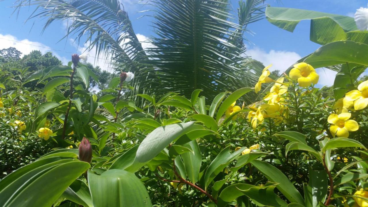 bahay-panuluyan Banana Grove