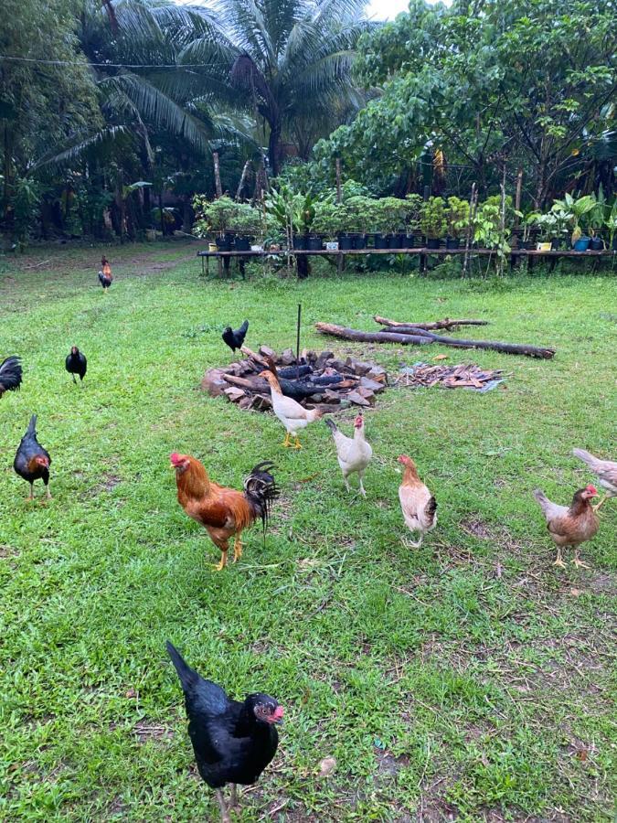 Farm stay Inigtan Lio Bamboo *