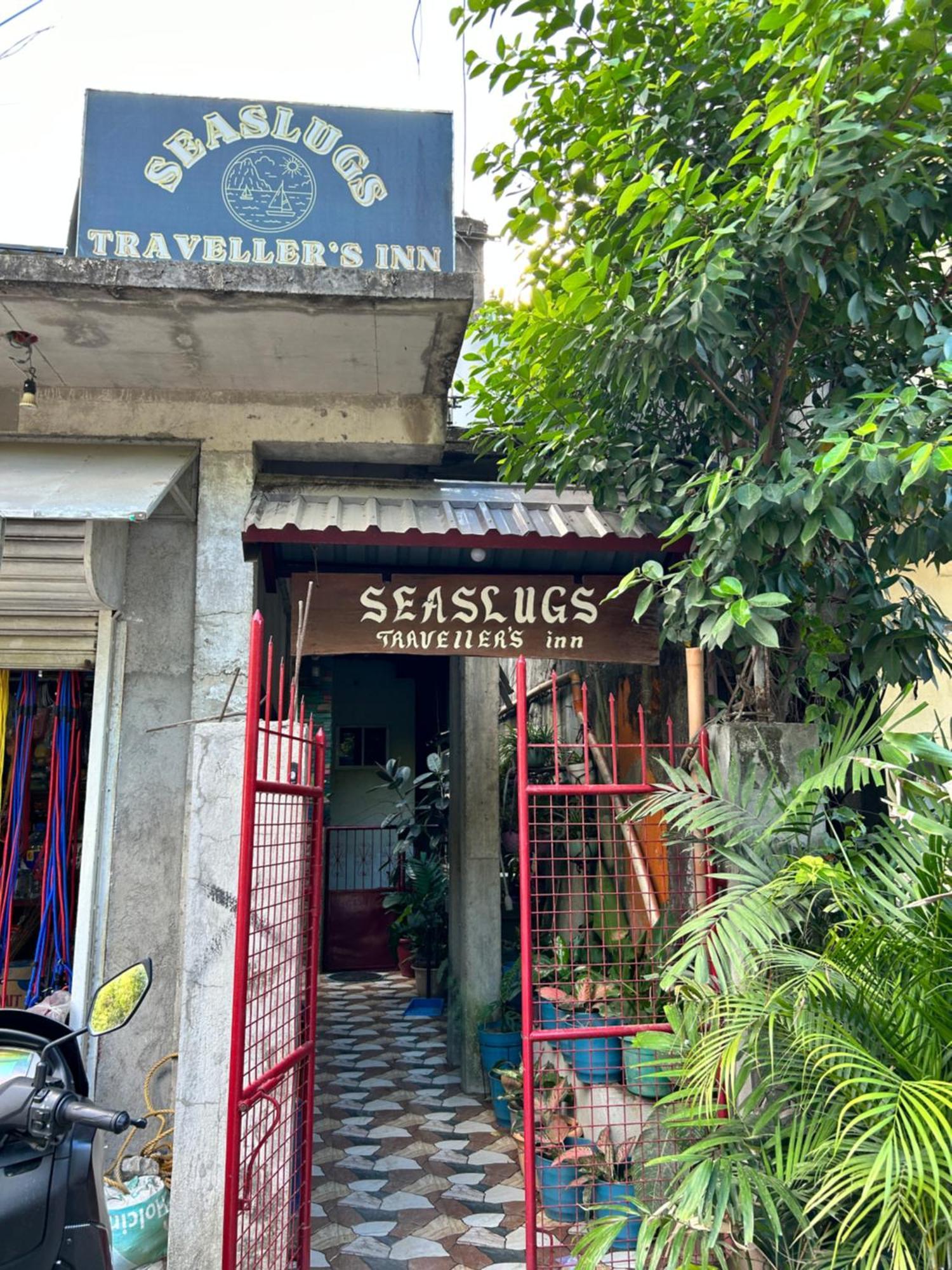 Seaslugs Travellers El Nido