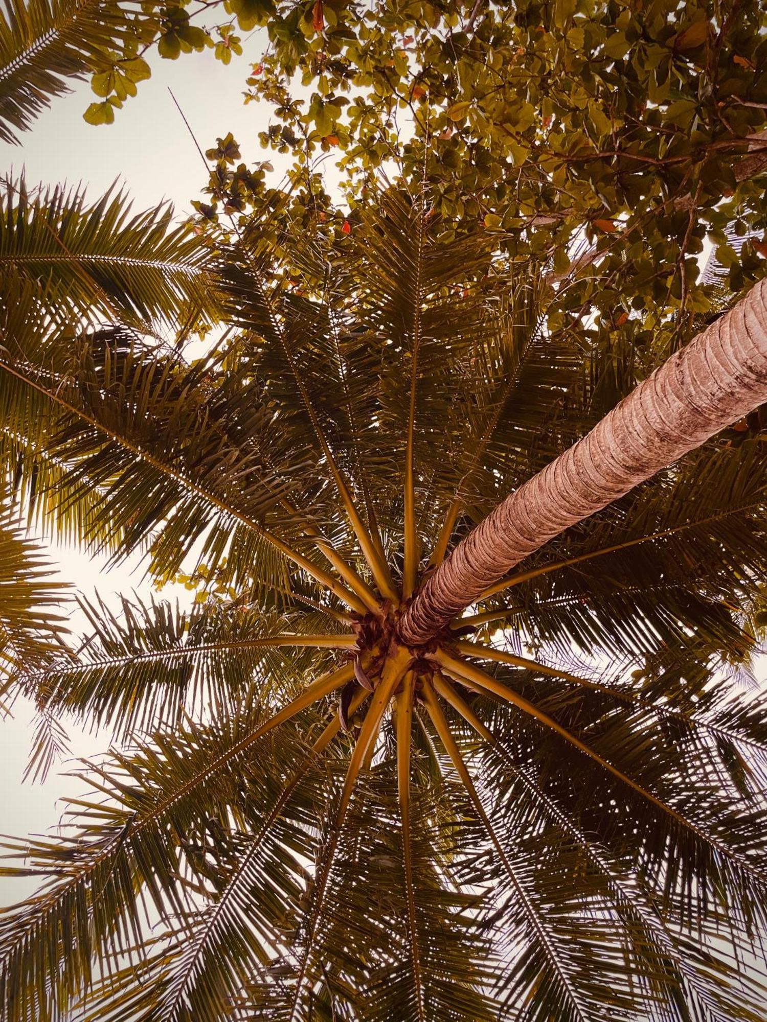 Amwani Breeze * El Nido
