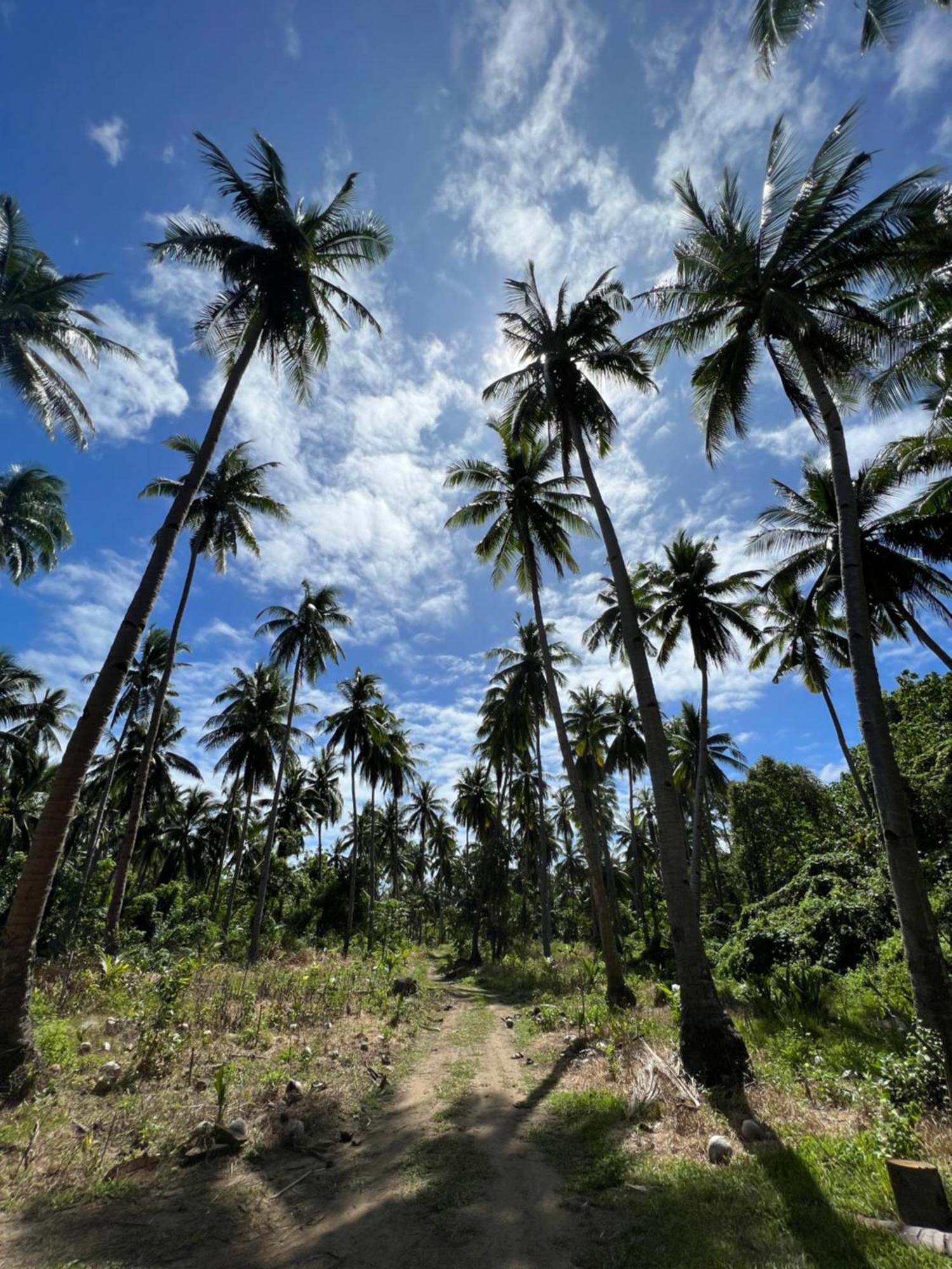 Kanipa Glamping El Nido