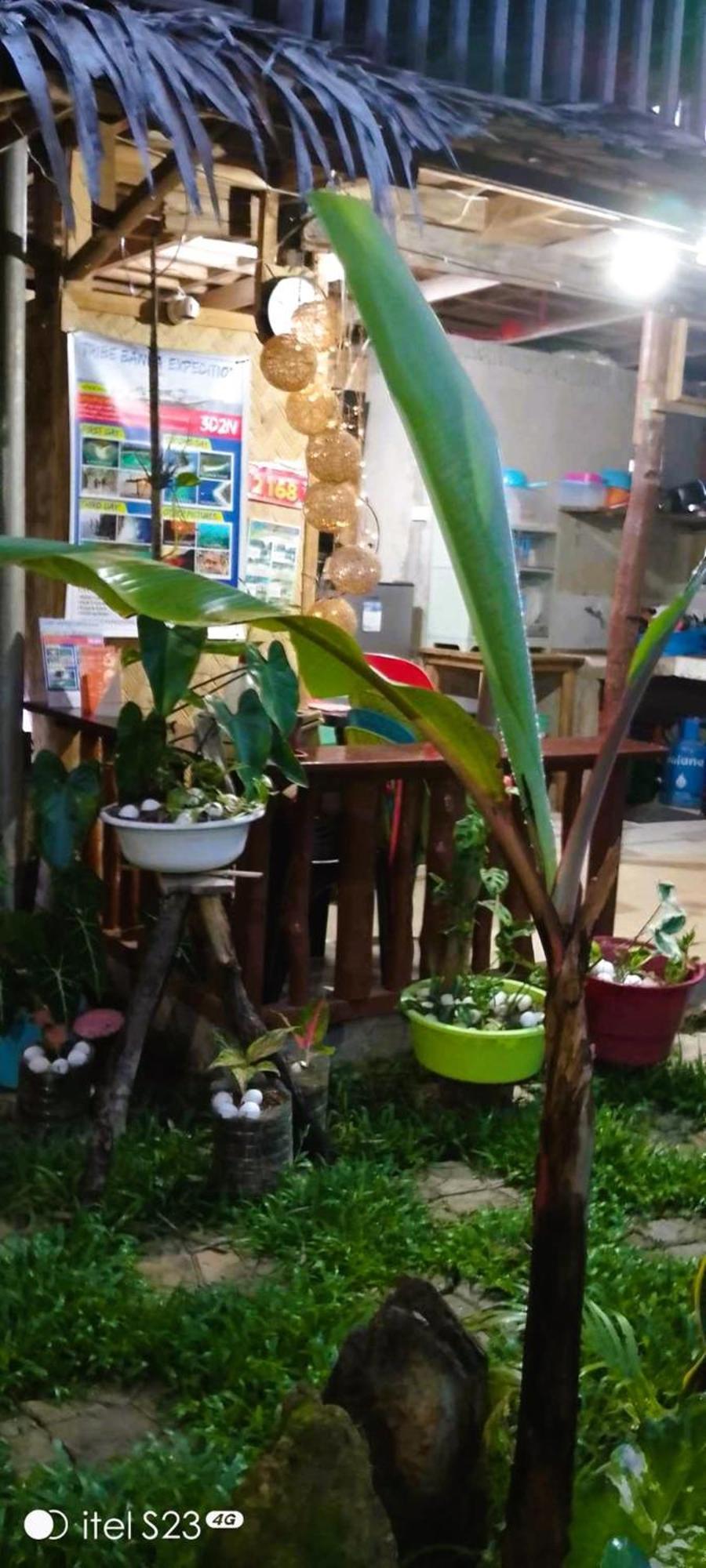 Alfa Garden *