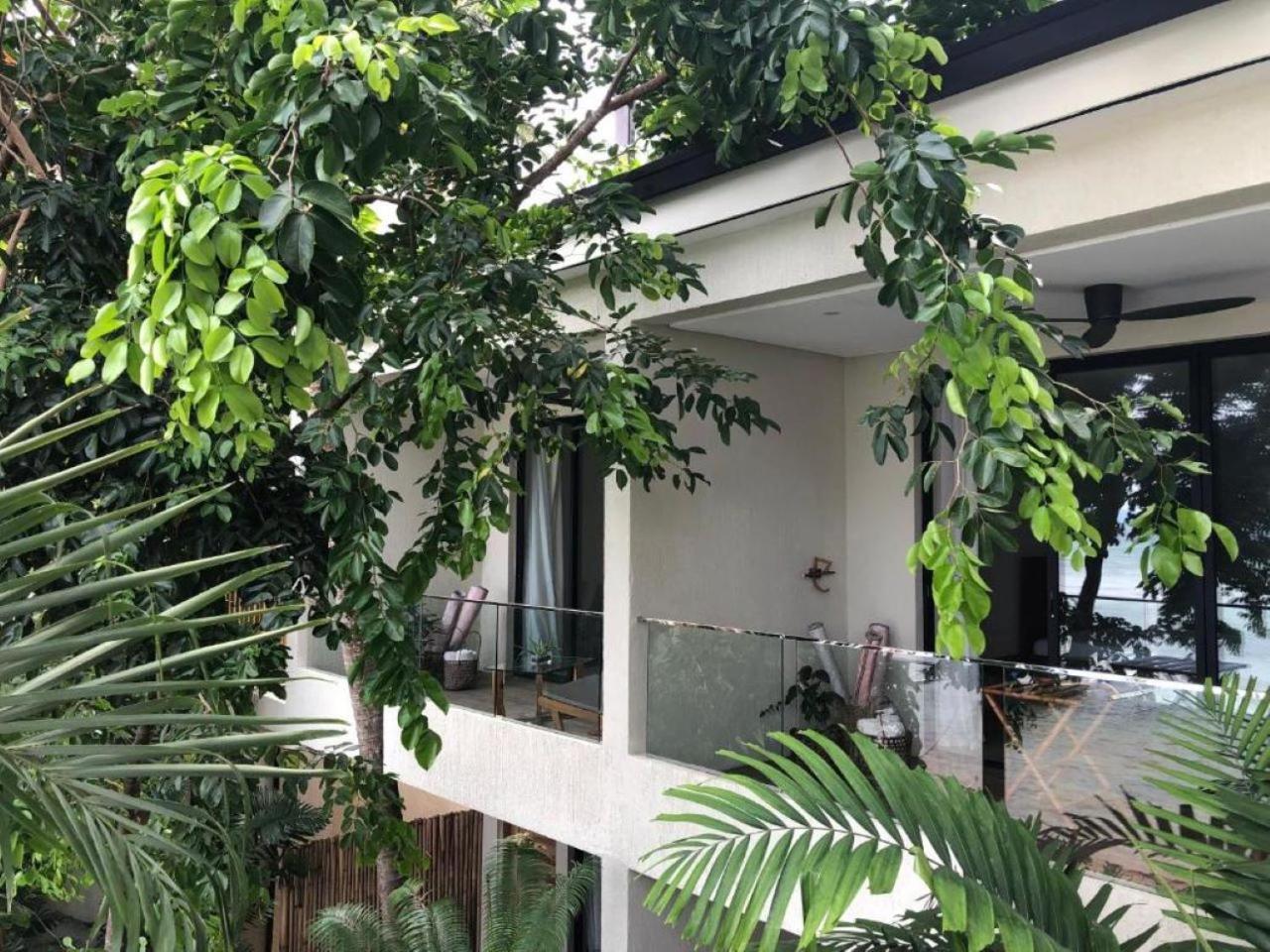 Frangipani