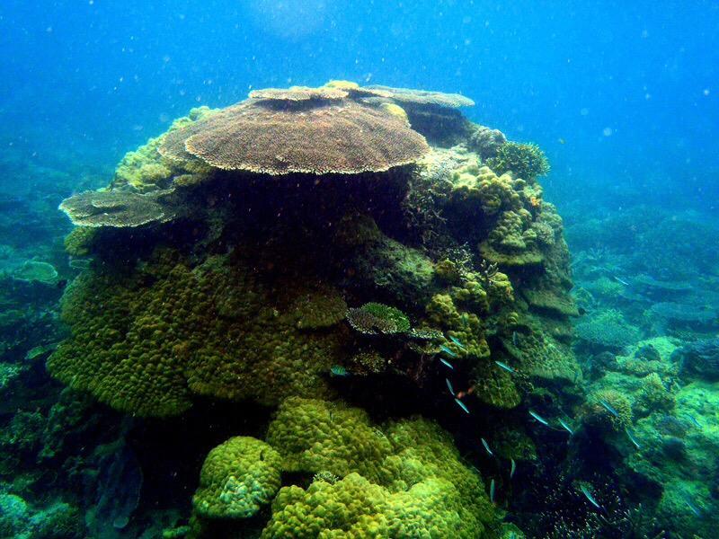 Hwan Dynasty El Nido